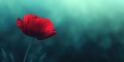 Obraz premium Vibrant red poppy flower with an empty bud casing in front of a softly blurred green field Closeup view with selective focus