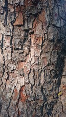 Texture of Wood at Hot Sunny Day