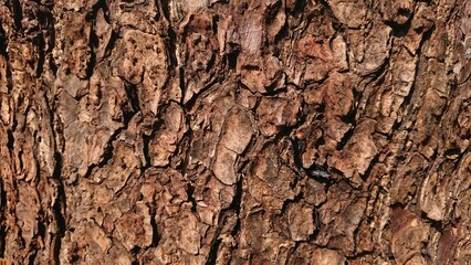 Texture of Wood at Hot Sunny Day