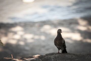Selective blur on A pigeon standing on a rock, with a serene and calm landscape in the background. The bird is a symbol of urban wildlife and peaceful moments in a natural setting.