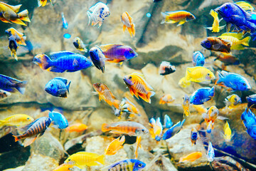 colorful Cichlid fish actively swim in aquarium	