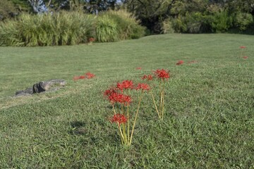 芝生広場で光を浴びて咲く満開の彼岸花