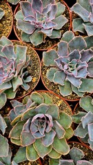 close em vários pequenos vasos de plantas suculentas lado a lado