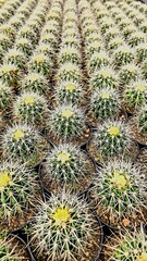 close em vários pequenos vasos de plantas cactos lado a lado