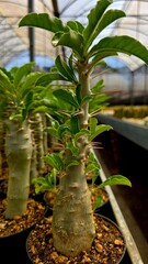 uma plantação de cactos raros fotografado dentro de uma estufa