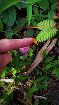 Thigmonasty of Mimosa pudica L, when your finger touch Mimosa