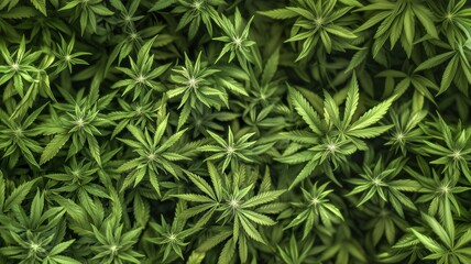 Top Angle of Cannabis Plants with Lush Green Leaves in Natural Light