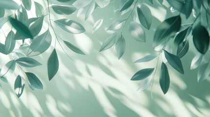 Fototapeta premium Luxury leaf shadows on a soft green natural background ideal for showcasing products nature themes fragrances promotional materials banners and cosmetic presentations 3D render