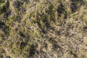Coastal grass close-up abstract textured background