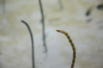 水槽の中のチンアナゴ