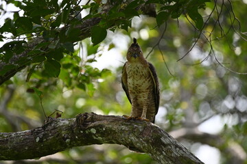 Wallace Hawk Eagle