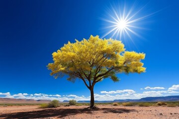 Acacia wattle tree standing tall in a savannah, with sunlight filtering through its delicate leaves