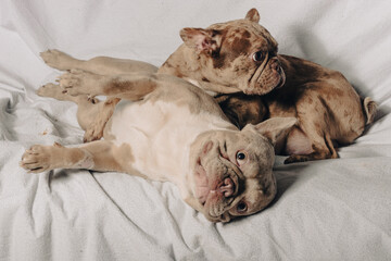 Photo session with portraits of white, brown, and spotted French bulldog puppies.