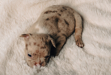 Photo session with portraits of white, brown, and spotted French bulldog puppies.
