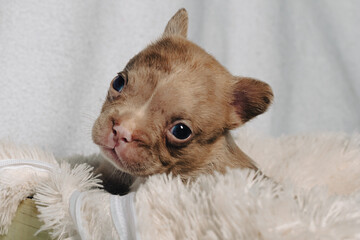 Photo session with portraits of white, brown, and spotted French bulldog puppies.