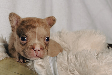 Photo session with portraits of white, brown, and spotted French bulldog puppies.