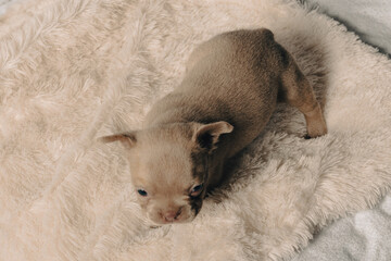 Obraz premium Photo session with portraits of white, brown, and spotted French bulldog puppies.