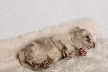 Photo session with portraits of white, brown, and spotted French bulldog puppies.