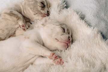 Photo session with portraits of white, brown, and spotted French bulldog puppies.