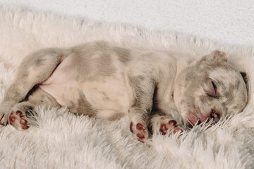 Photo session with portraits of white, brown, and spotted French bulldog puppies.