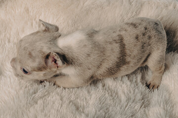 Photo session with portraits of white, brown, and spotted French bulldog puppies.