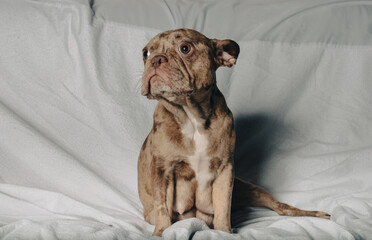 Photo session with portraits of white, brown, and spotted French bulldog puppies.