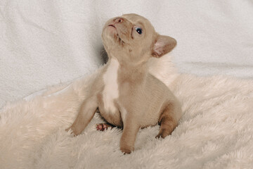 Photo session with portraits of white, brown, and spotted French bulldog puppies.