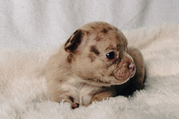 Photo session with portraits of white, brown, and spotted French bulldog puppies.
