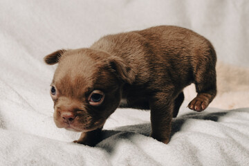 Photo session with portraits of white, brown, and spotted French bulldog puppies.