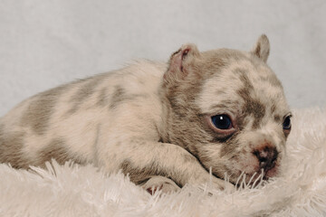 Photo session with portraits of white, brown, and spotted French bulldog puppies.