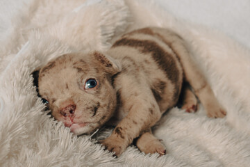 Photo session with portraits of white, brown, and spotted French bulldog puppies.