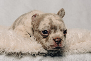 Photo session with portraits of white, brown, and spotted French bulldog puppies.