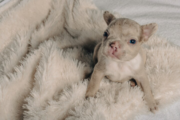 Photo session with portraits of white, brown, and spotted French bulldog puppies.