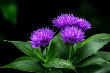 Obraz premium Centaurea dealbata alongside other wildflowers, basking in the sunlight in an expansive meadow