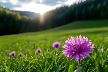 Obraz premium Centaurea dealbata blooming in a meadow with vivid pink flowers standing out against a natural background