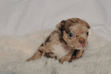 Photo session with portraits of white, brown, and spotted French bulldog puppies.