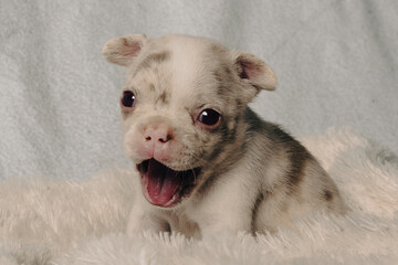 Photo session with portraits of white, brown, and spotted French bulldog puppies.