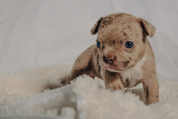 Photo session with portraits of white, brown, and spotted French bulldog puppies.