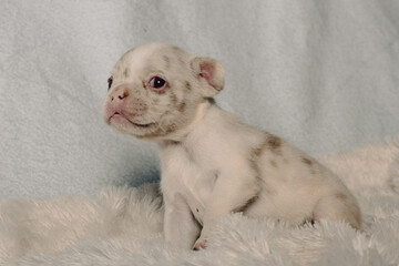 Photo session with portraits of white, brown, and spotted French bulldog puppies.