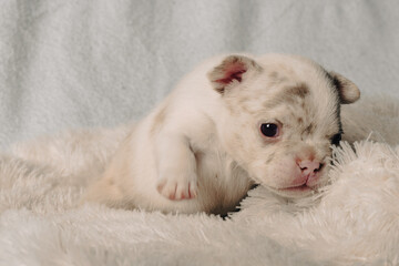 Photo session with portraits of white, brown, and spotted French bulldog puppies.