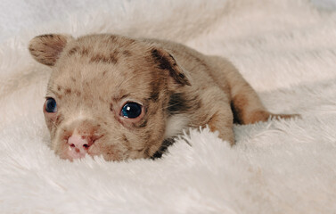 Photo session with portraits of white, brown, and spotted French bulldog puppies.