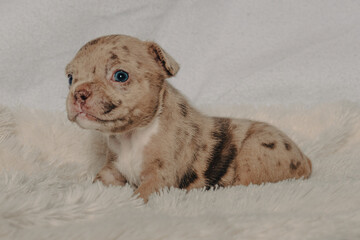 Photo session with portraits of white, brown, and spotted French bulldog puppies.