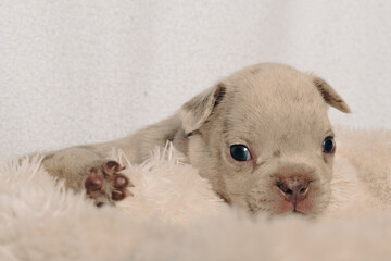 Photo session with portraits of white, brown, and spotted French bulldog puppies.
