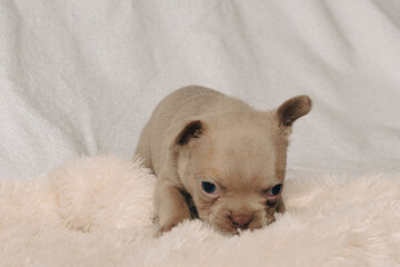 Photo session with portraits of white, brown, and spotted French bulldog puppies.