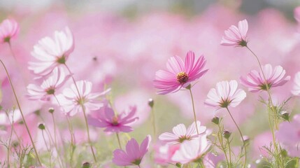 Floral Paradise: A Serene Tapestry of Blooms in Vibrant Hues