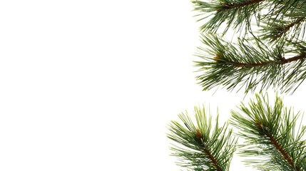 Obraz premium Green Pine Branches on a Dark Background, transparent bg