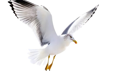 Fototapeta premium Majestic Seagull in Flight Over White Background, transparent bg