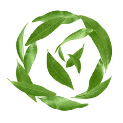 Green leaves swirling in air on white background