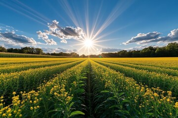 Obraz premium A field of Goldenrod flowers stretching towards the horizon, glowing golden in the late afternoon sun