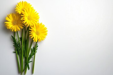 Obraz premium A minimalist design of Barbarea (Winter Cress) flowers, with clean lines and simple yellow blossoms standing against a white background